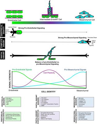 Regulation of Partial and Reversible Endothelial-to-Mesenchymal Transition in Angiogenesis